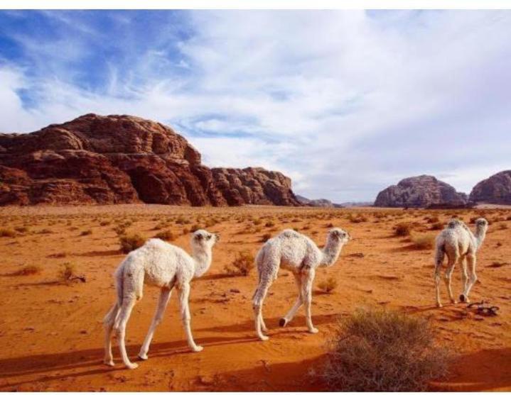 Star Magic Camp Hotel Wadi Rum Ngoại thất bức ảnh